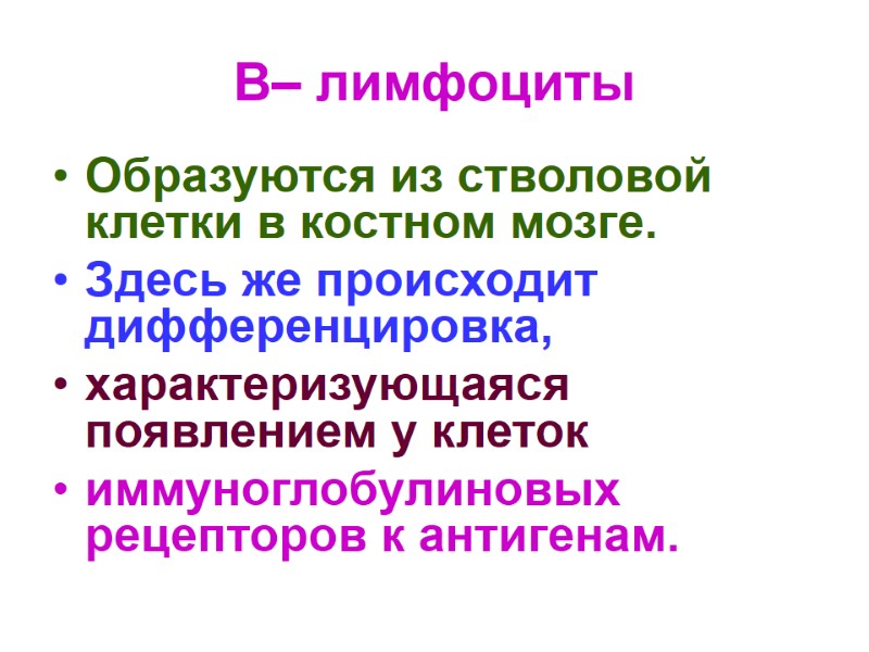 В– лимфоциты Образуются из стволовой клетки в костном мозге.  Здесь же происходит дифференцировка,